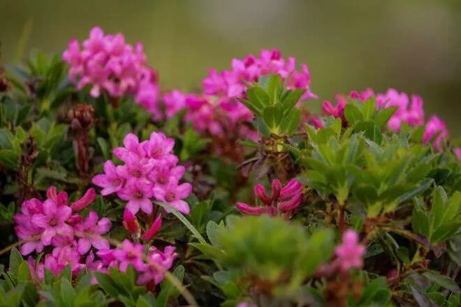 Montis Апартаменты *